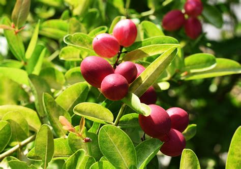 The Chemistry of Flavors: How the Miracle Berry Plant Alters Taste Perception